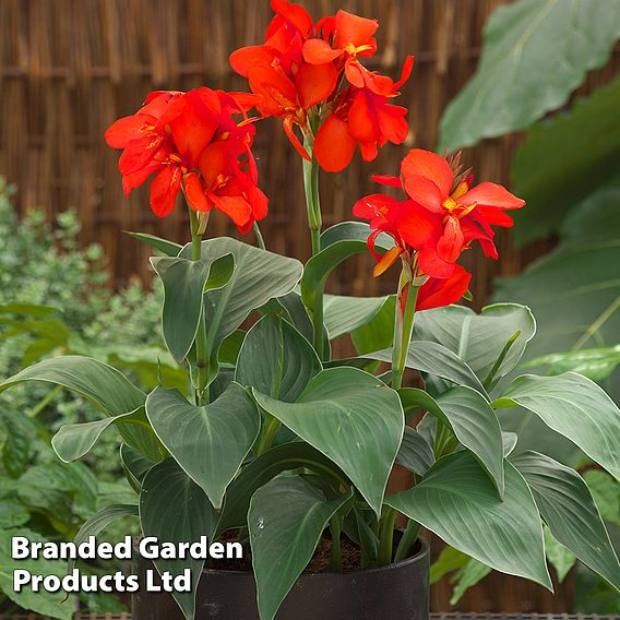 Canna x generalis 'Cannova Scarlet'