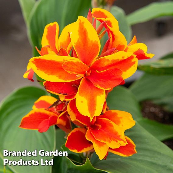 Canna x generalis 'Cannova Trio'