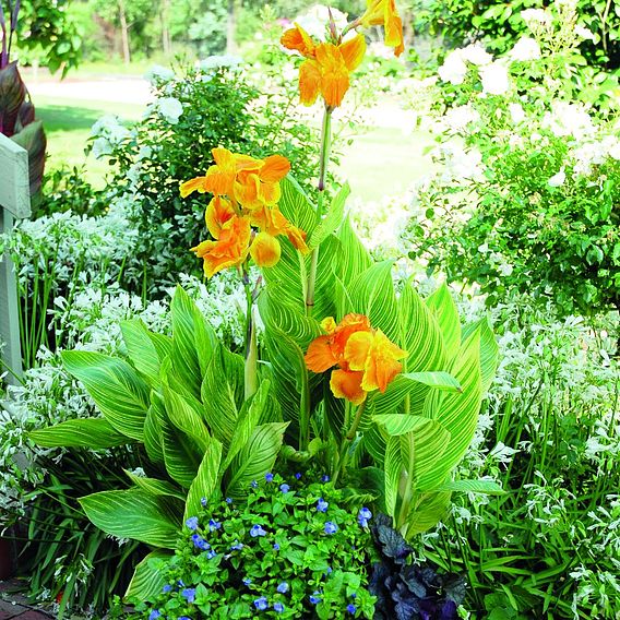 Canna 'Tropicanna Gold'