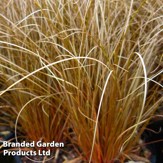 Carex comans 'Bronze'