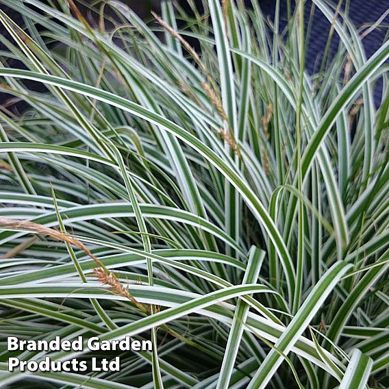 Carex oshimensis 'Everest'