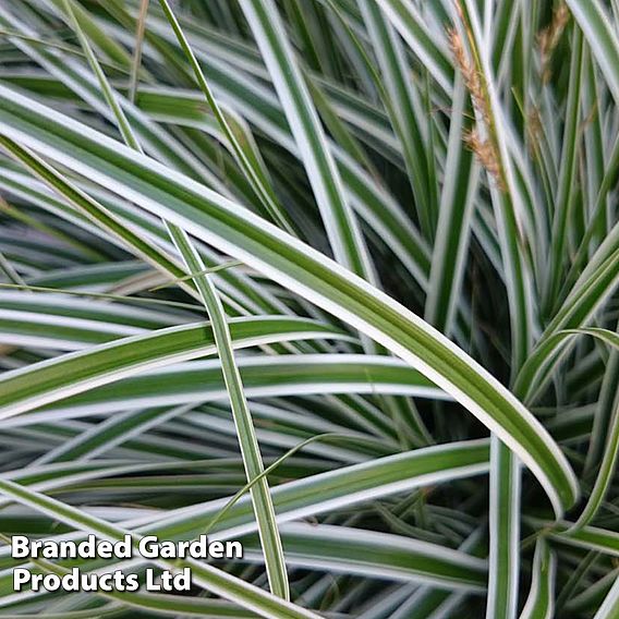 Carex oshimensis 'Everest'