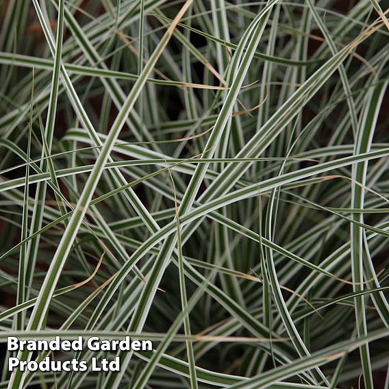 Carex oshimensis 'Everest'