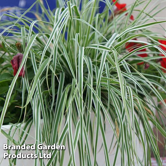 Carex oshimensis 'Everest'