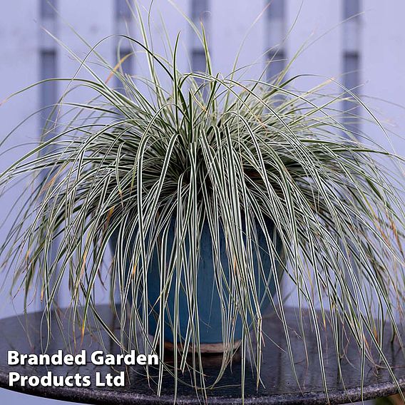 Carex oshimensis 'Everest'