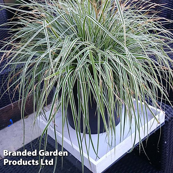 Carex oshimensis 'Everest'