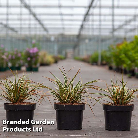 Carex morrowii 'Everglow' (Evercolour Series)