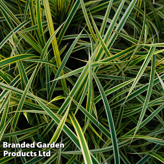 Carex morrowii 'Everglow' (Evercolour Series)