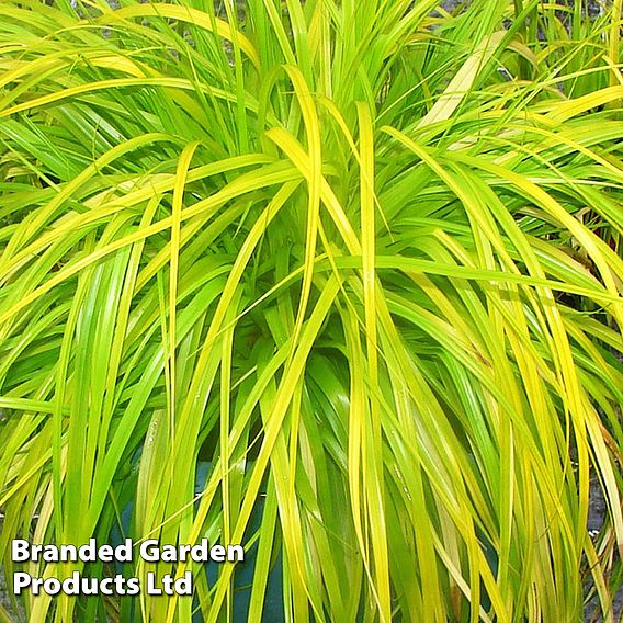 Carex oshimensis 'Everillo'