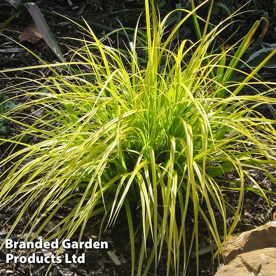 Carex oshimensis 'Everillo'