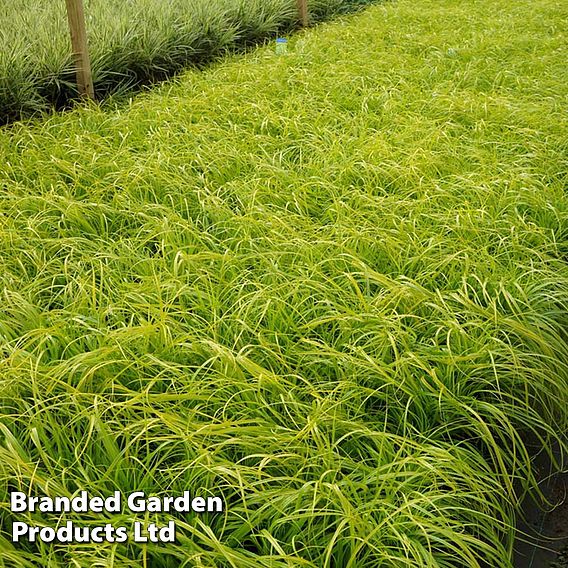 Carex oshimensis 'Everillo'