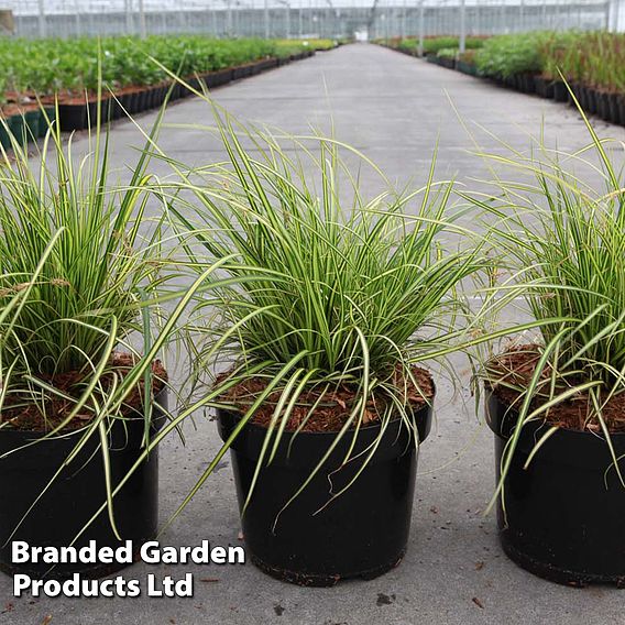 Carex oshimensis 'Eversheen' (Evercolour Series)