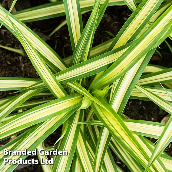 Carex oshimensis 'Eversheen' (Evercolour Series)