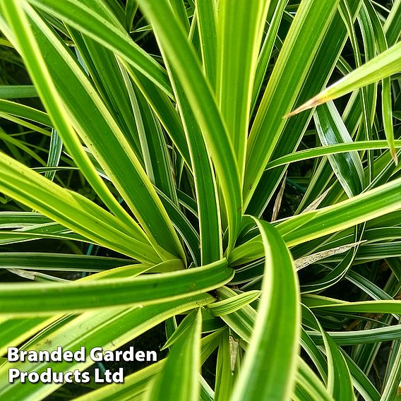 Carex morrowii 'Ice Dance'