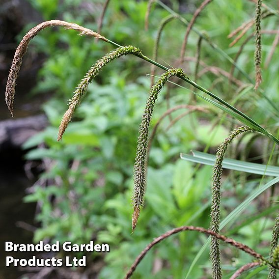 Carex pendula (Marginal Aquatic)