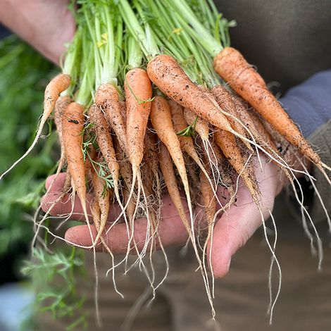 Carrot 'Carruba' F1 - Seeds