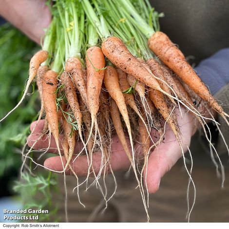 Carrot 'Carruba' F1 - Seeds