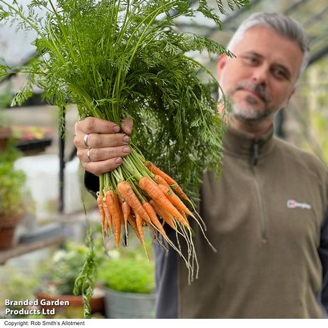 Carrot 'Carruba' F1 - Seeds