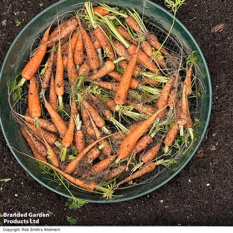 Carrot 'Carruba' F1 - Seeds