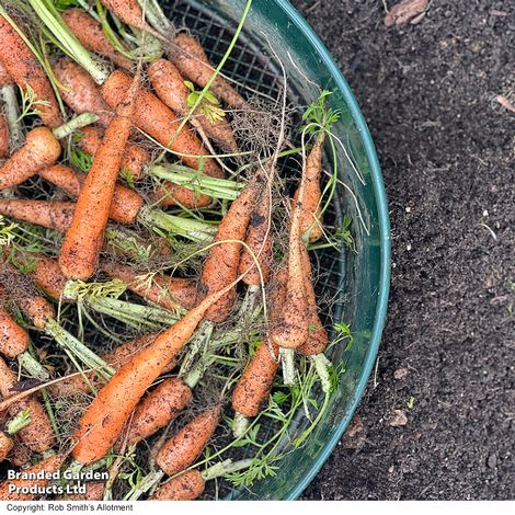 Carrot 'Carruba' F1 - Seeds