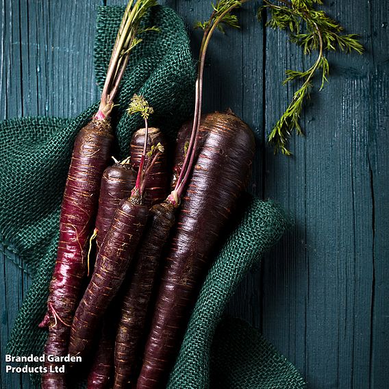 Carrot 'Deep Purple' F1 - Seeds