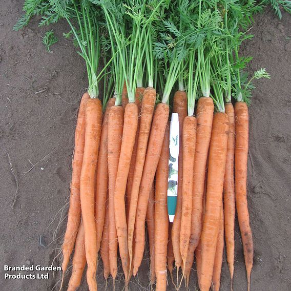 Carrot 'Excalibur' F1 - Seeds