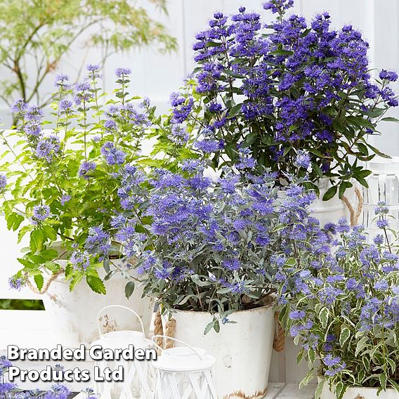 Caryopteris x clandonensis 'Grand Bleu'