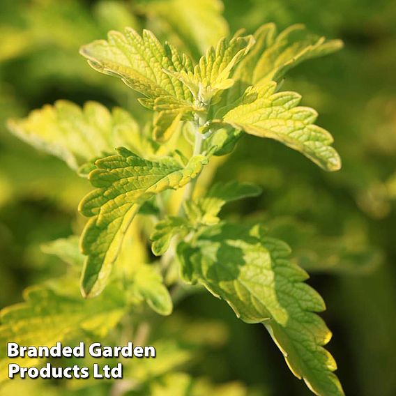 Caryopteris x clandonensis 'Hint of Gold'