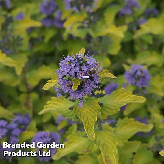 Caryopteris x clandonensis 'Hint of Gold'