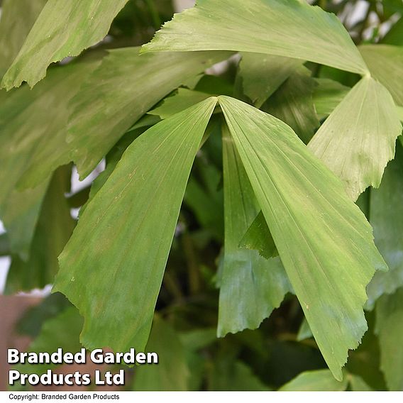 Caryota mitis