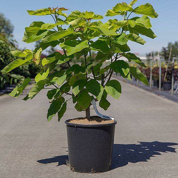 Catalpa bignonioides 'Aurea'