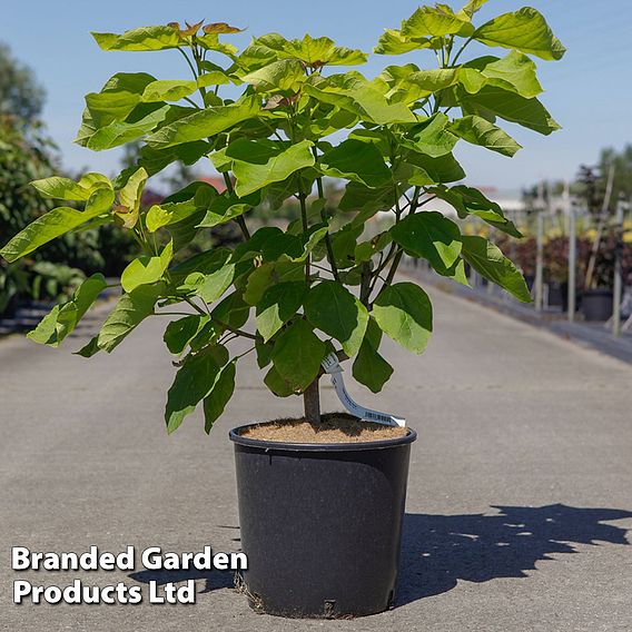 Catalpa bignonioides 'Aurea'