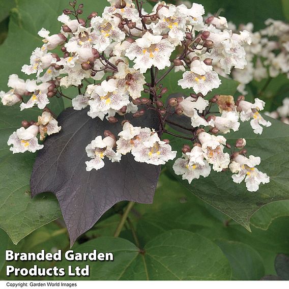 Catalpa x erubescens 'Purpurea'