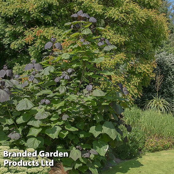 Catalpa x erubescens 'Purpurea'