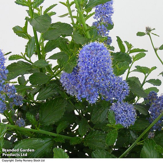 Ceanothus thyrsiflorus var. repens