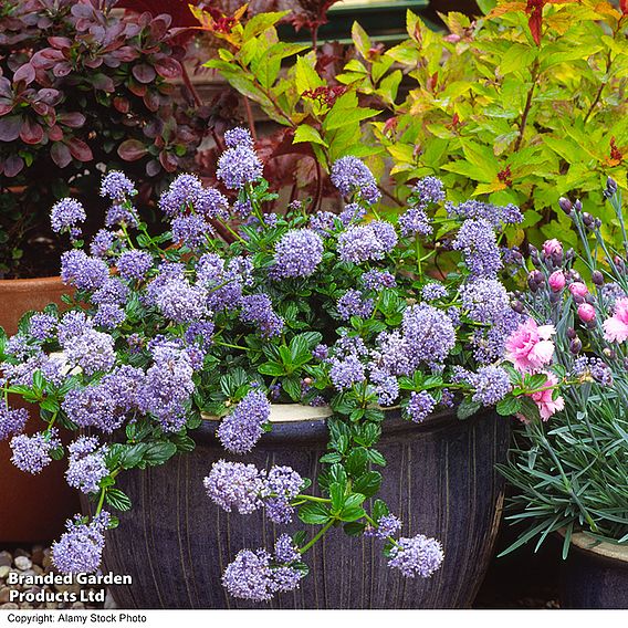 Ceanothus thyrsiflorus var. repens