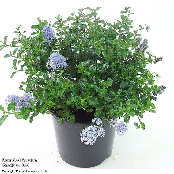 Ceanothus thyrsiflorus var. repens