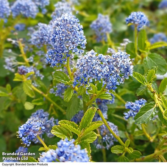 Ceanothus thyrsiflorus var. repens