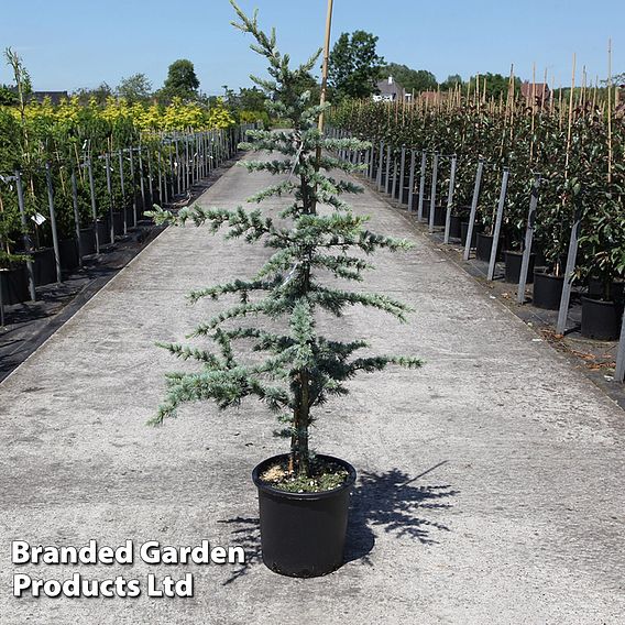 Cedrus libani 'Glauca'