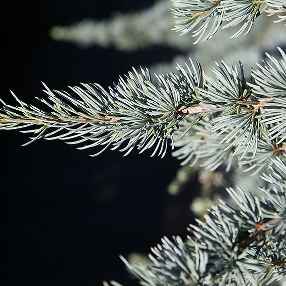 Cedrus libani 'Glauca'