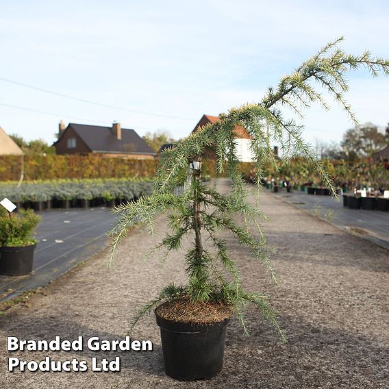 Cedrus deodara 'Golden Horizon'