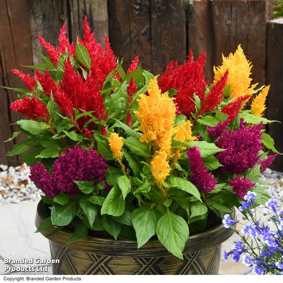 Celosia 'First Flame Mix'