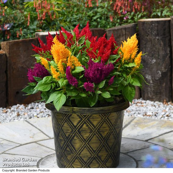 Celosia 'First Flame Mix'