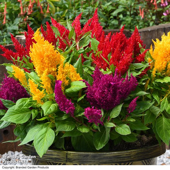 Celosia 'First Flame Mix'