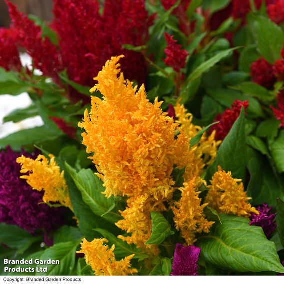 Celosia 'First Flame Mix'