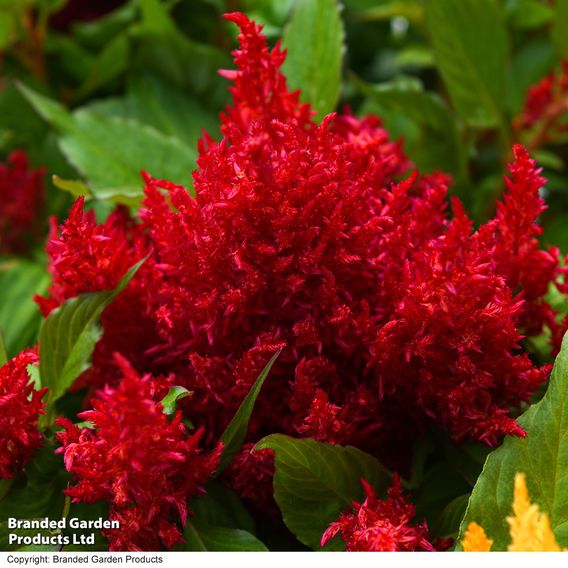 Celosia 'First Flame Mix'