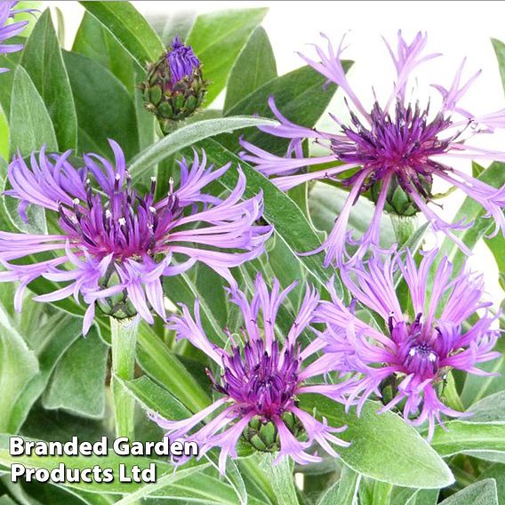 Centaurea Montana Amethyst Dream