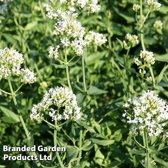 Centranthus ruber 'Albus'