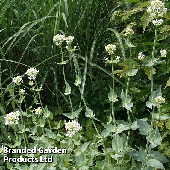 Centranthus ruber 'Albus'