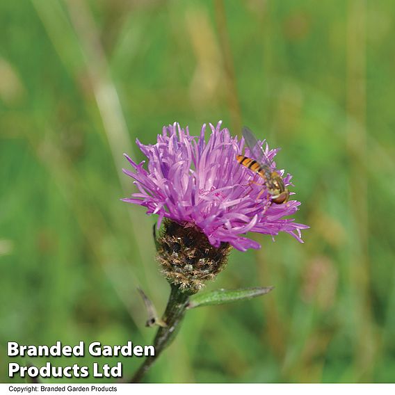 Centaurea nigra